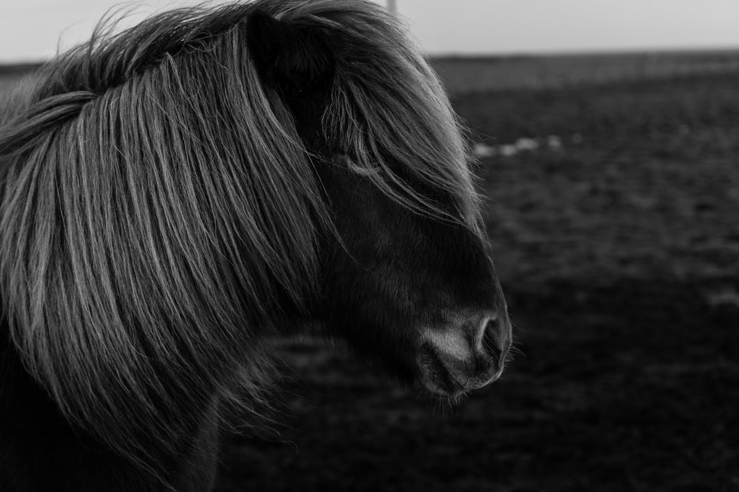 Häst på Island