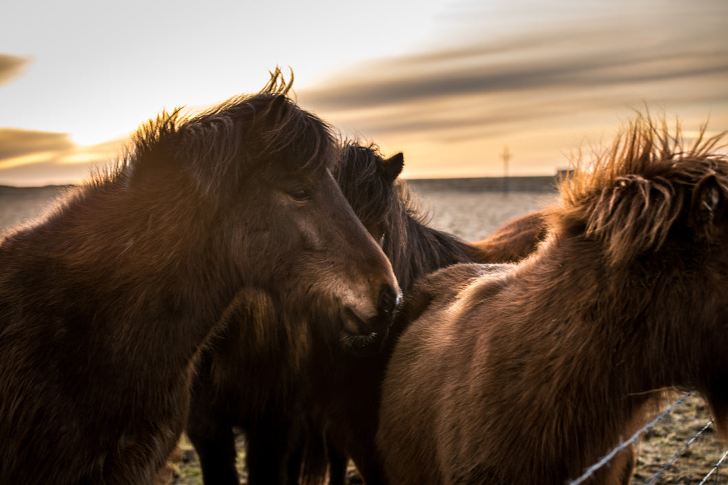 Hästar på Island
